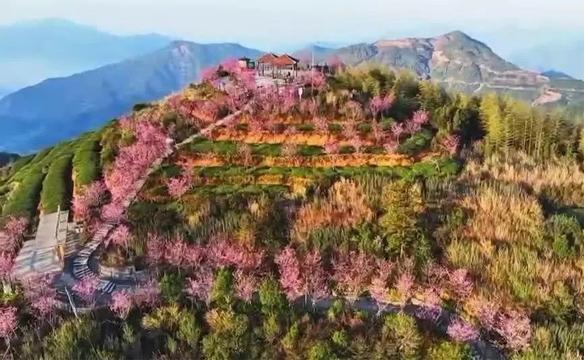同安广电：同安白交祠村樱花盛开正当时~