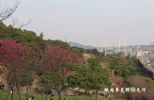 影像厦门：海沧大屏山樱花谷“雾里看花醉意浓”
