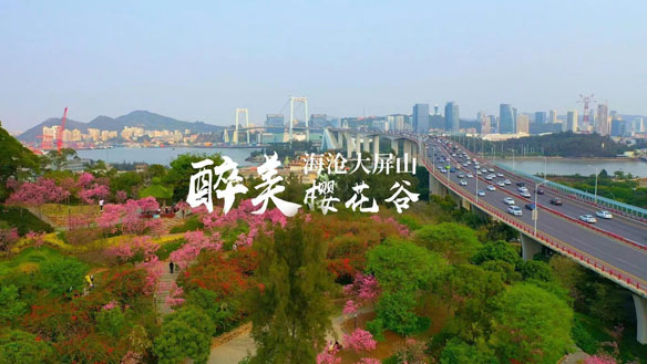 厦门最美赏樱所在——海沧大屏山樱花谷