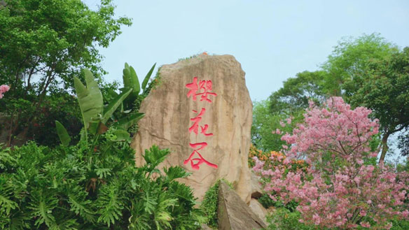 心相许厦门醉美樱花园——不负众望的海沧大屏山樱花谷