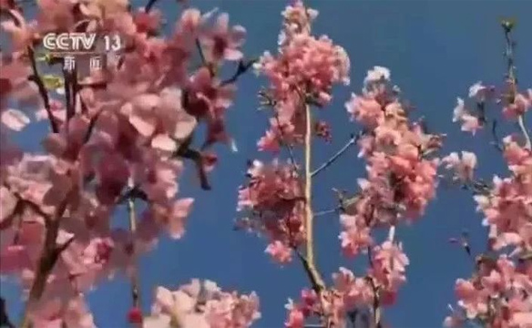 新闻联播：又上央视啦 同安白交祠村邀您云上赏樱初