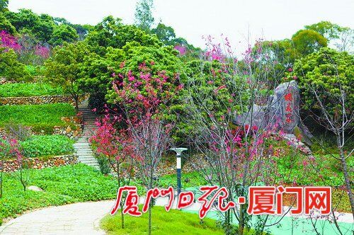 厦门日报：云雾缭绕快来大屏山赏四季花海 樱花谷樱花正盛开