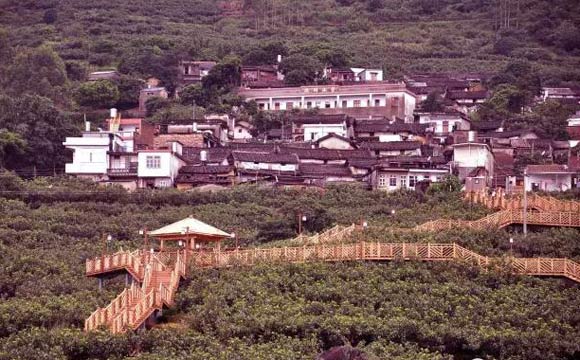 云霄县枇杷生态观光产业园