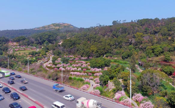 厦门日报：厦门新增数千亩花海风景林 第一批明年初见成效